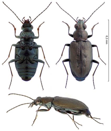 Réf. 310 137 : Bembidion foraminosum