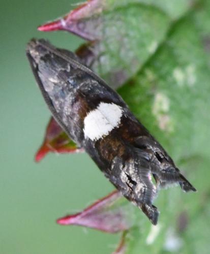 Réf. 310 556 : Pammene spiniana