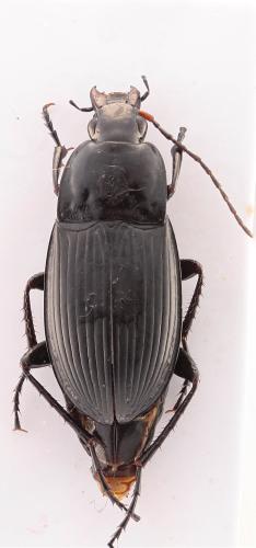 Réf. 310 343 : Calathus luctuosus