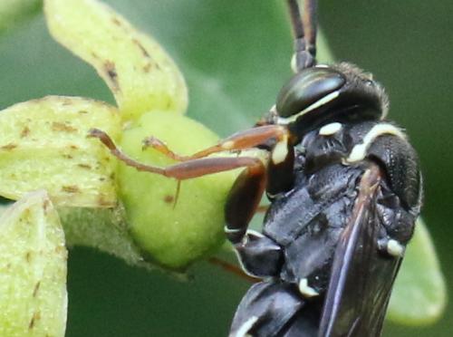 Ceropales cribrata