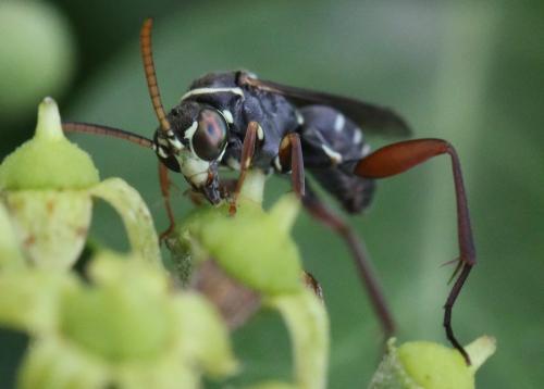 Ceropales cribrata