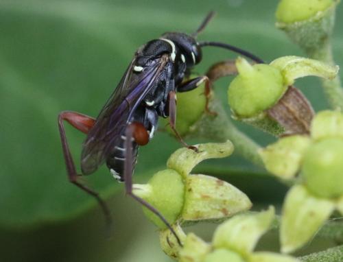 Ceropales cribrata