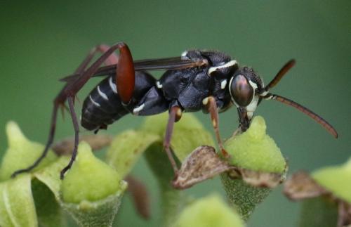 Ceropales cribrata