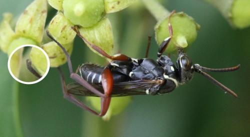 Ceropales cribrata