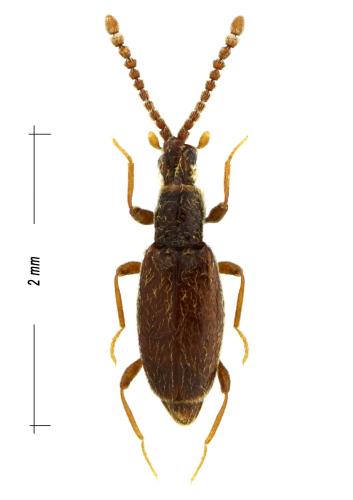 Chevrolatia insignis