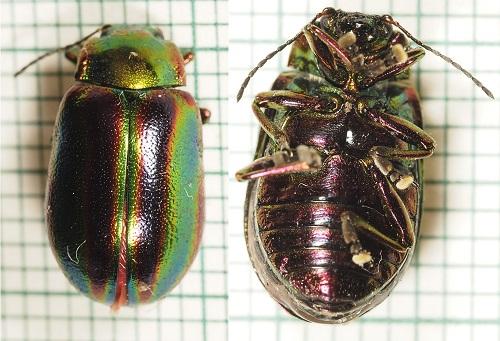 Oreina speciosa