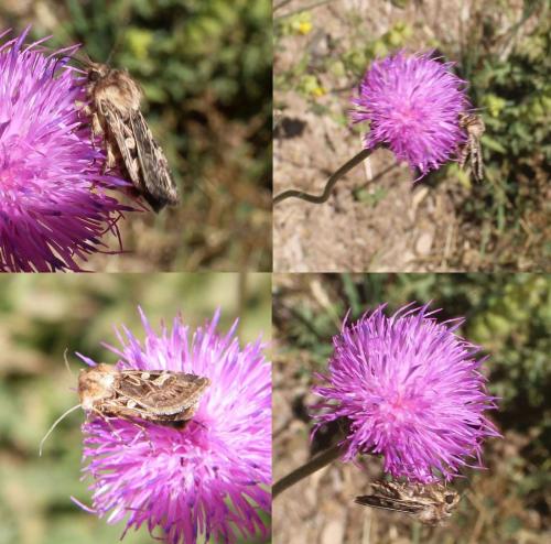 Réf. 310 789 : Chersotis sp.