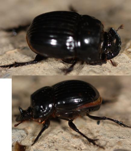 Réf. 310 720 : Copris sp.