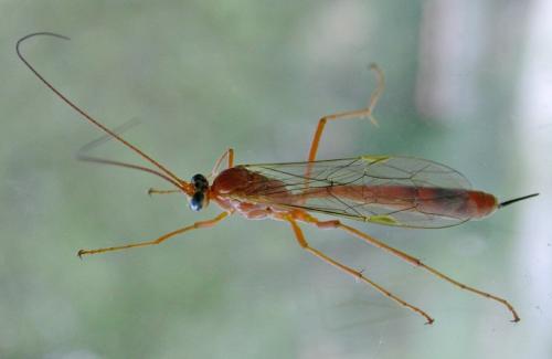 Netelia sp.