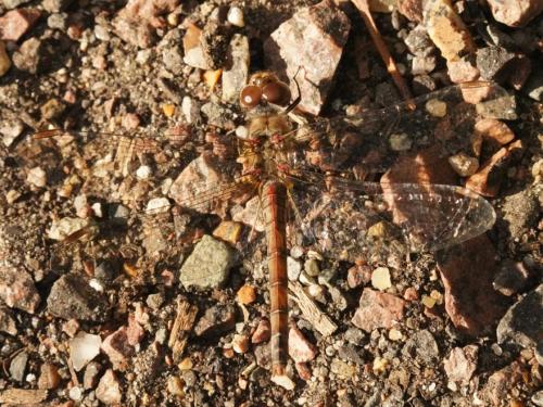 Sympetrum striolatum