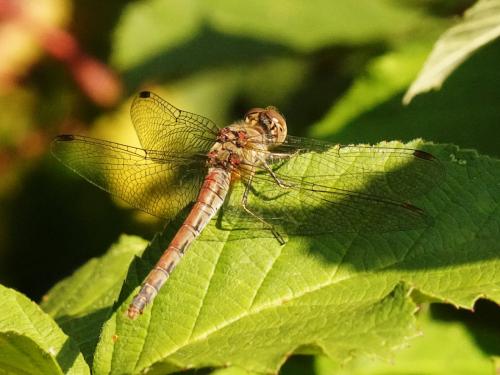 Sympetrum striolatum