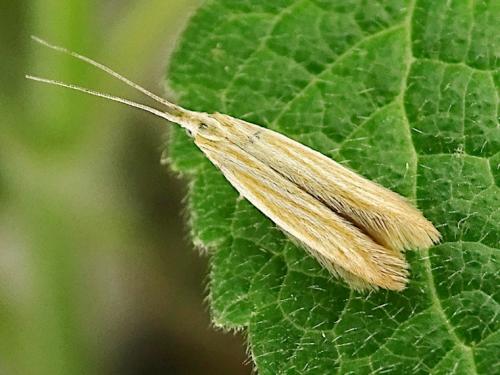 Réf. 310 368 : Coleophora lineolea