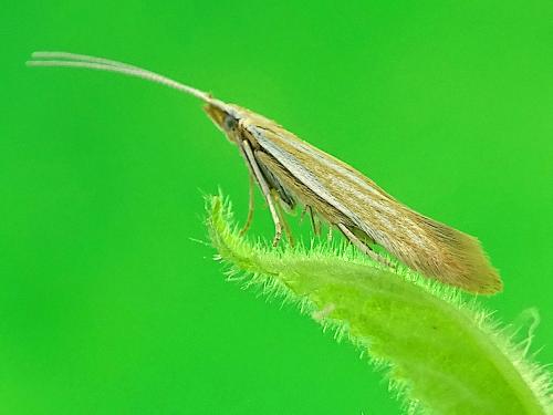 Coleophora lineolea