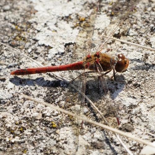 Sympetrum striolatum