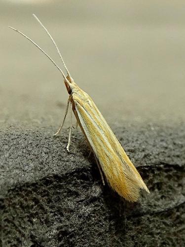 Coleophora lineolea