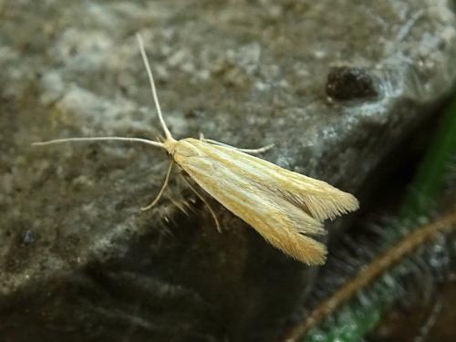 Coleophora lineolea