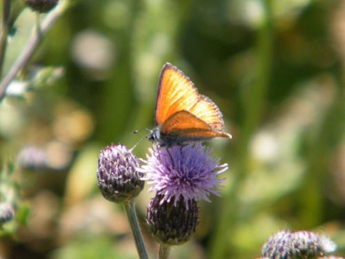 Réf. 310 695 : Lycaena hippothoe
