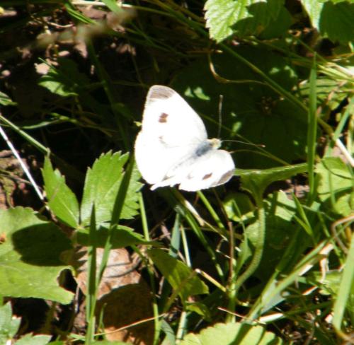 Réf. 310 112 : Pieris mannii