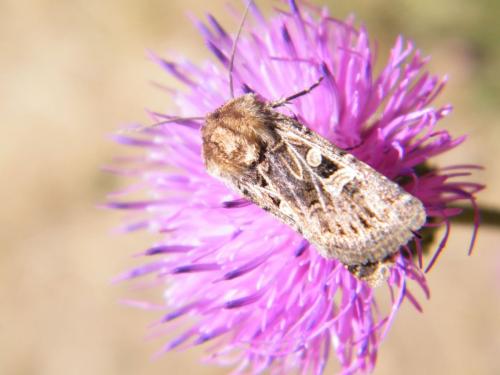 Réf. 310 762 : Chersotis sp.