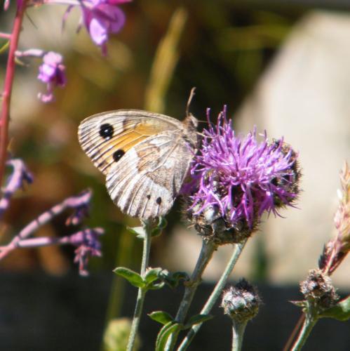 Réf. 310 218 : Satyrus ferula