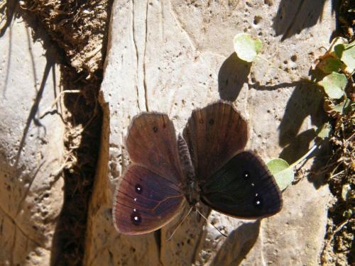 Réf. 310 292 : Satyrus ferula