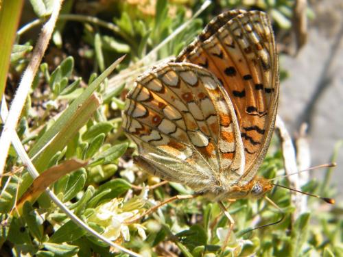 Argynnis niobe
