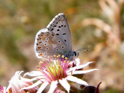 Réf. 310 339 : Polyommatus coridon