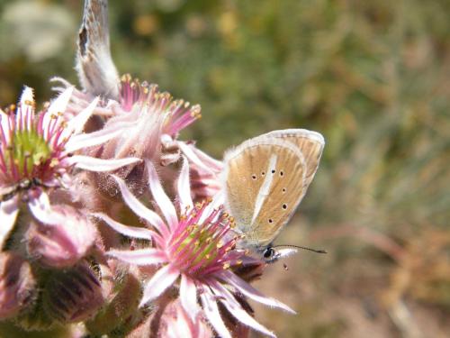 Polyommatus damon