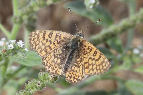 Réf. 310 238 : Melitaea cinxia