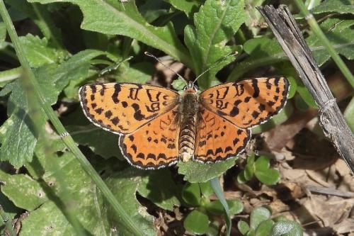 Melitaea didyma