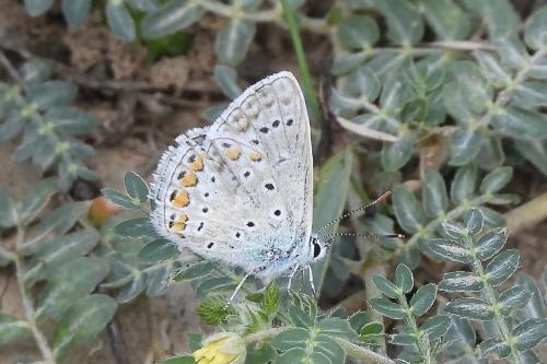 Polyommatus sp.