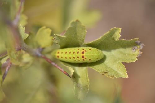 Réf. 310 759 : Iphiclides sp.