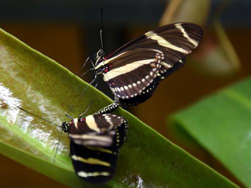 Heliconius charithonia