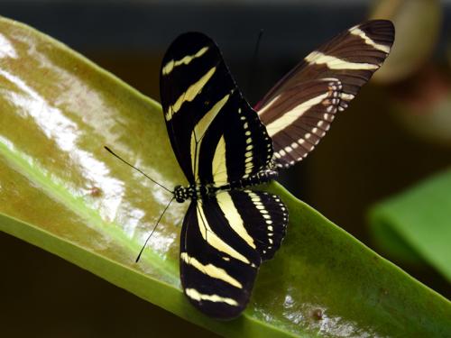 Heliconius charithonia