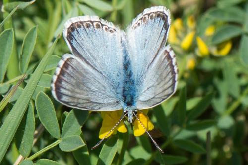 Réf. 310 820 : Polyommatus hispana