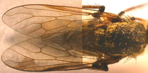 Thereva sp.