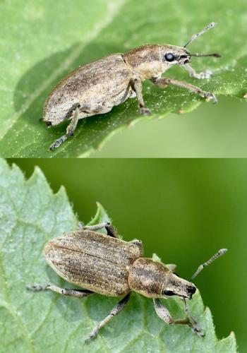 Réf. 310 616 : Tanymecus palliatus