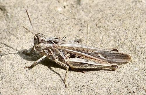 Réf. 310 619 : Chorthippus brunneus brunneus