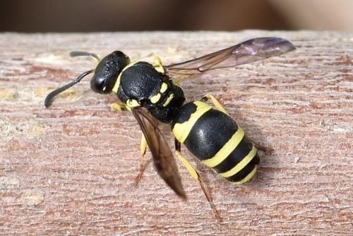 Ancistrocerus sp.