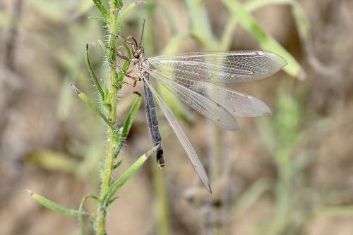Réf. 310 242 : Creoleon lugdunensis