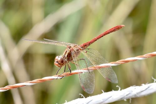 Réf. 310 240 : Sympetrum meridionale