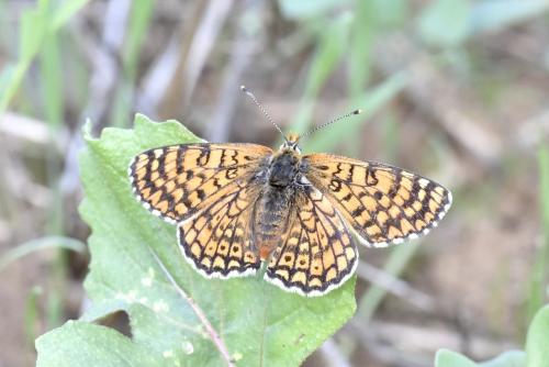 Melitaea cinxia