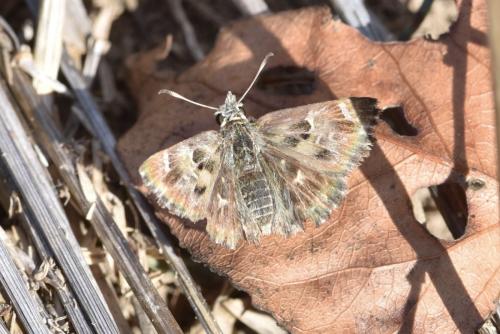 Réf. 310 741 : Carcharodus alceae