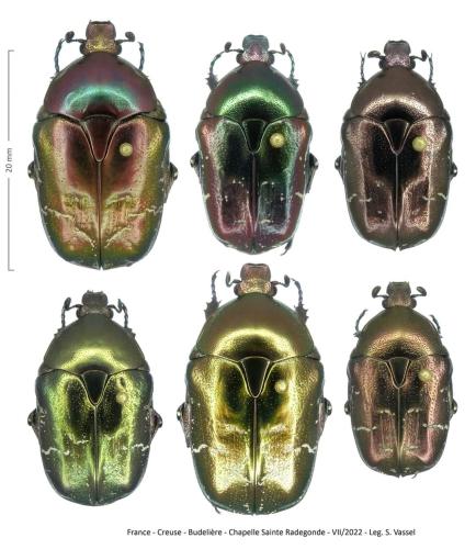 Réf. 310 441 : Potosia cuprea