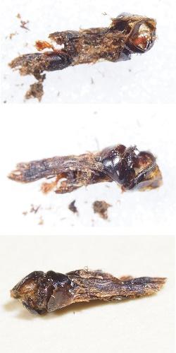 Réf. 310 665 : Oreina sp.