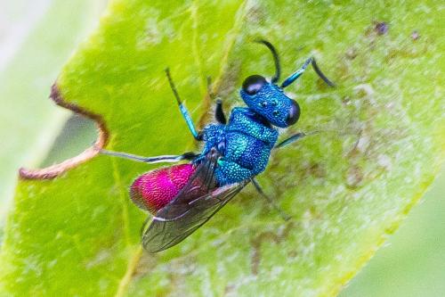 Réf. 310 648 : Chrysis inaequalis