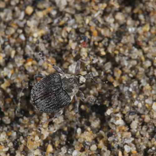 Réf. 310 152 : Neophytobius granatus
