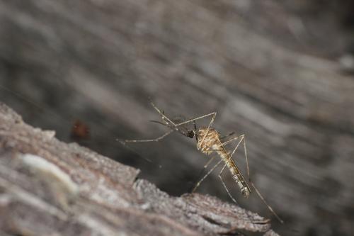 Réf. 310 409 : Culiseta longiareolata