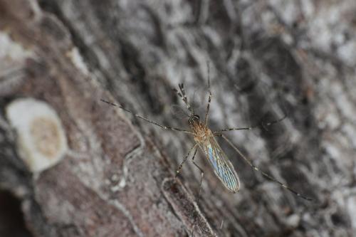 Culiseta longiareolata