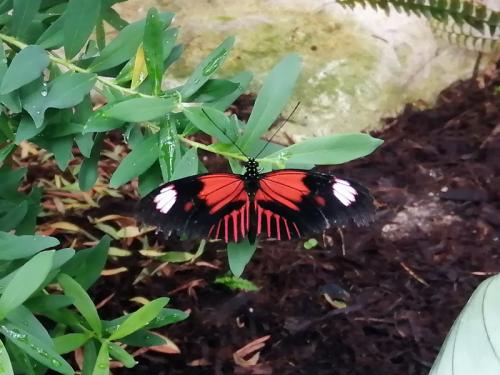 Heliconius erato